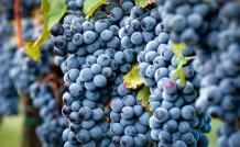 images/categorieimages/Merlot grape.jpg